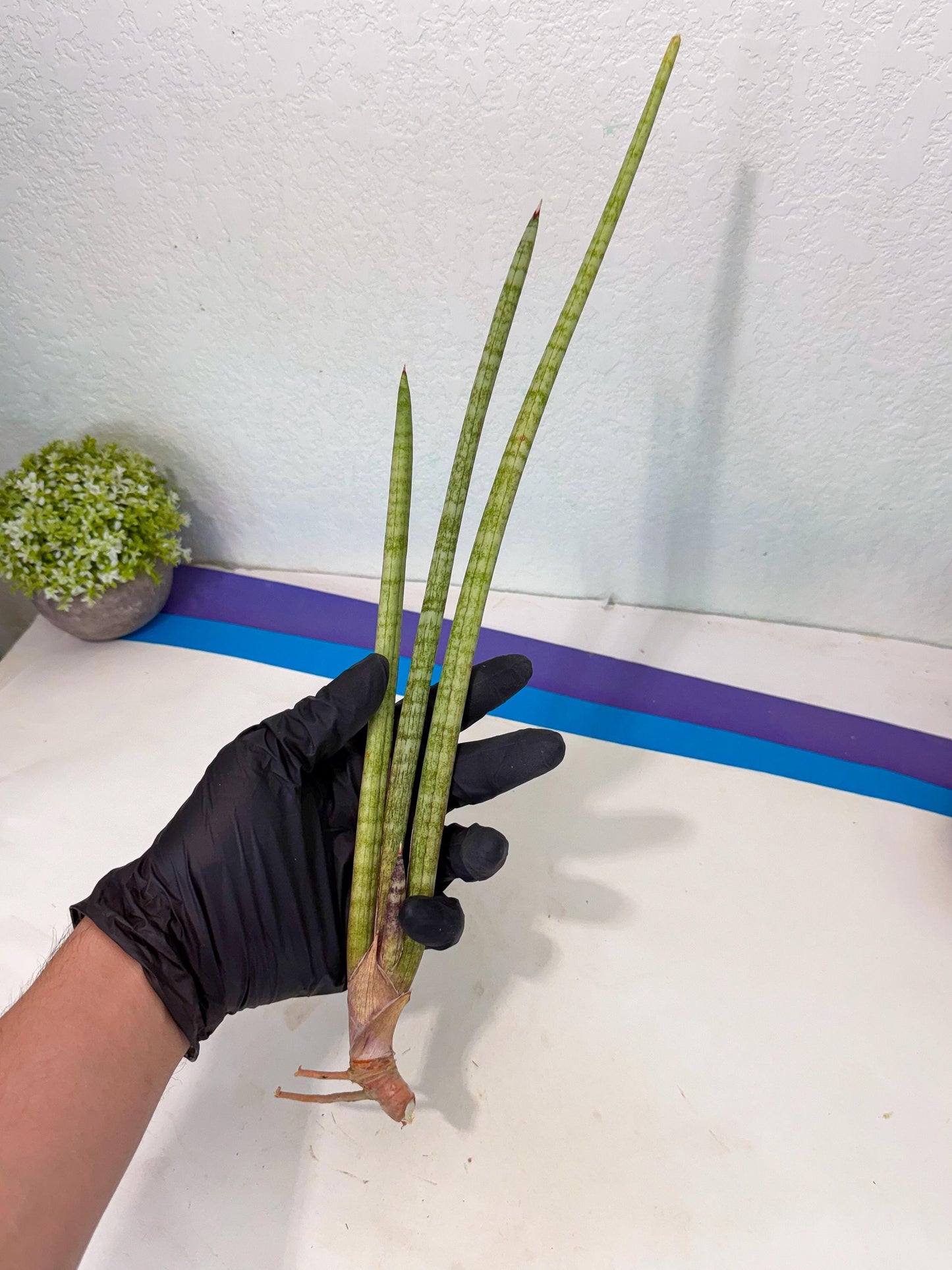 Sansevieria (gg) (18) | New Imported Hybrids
