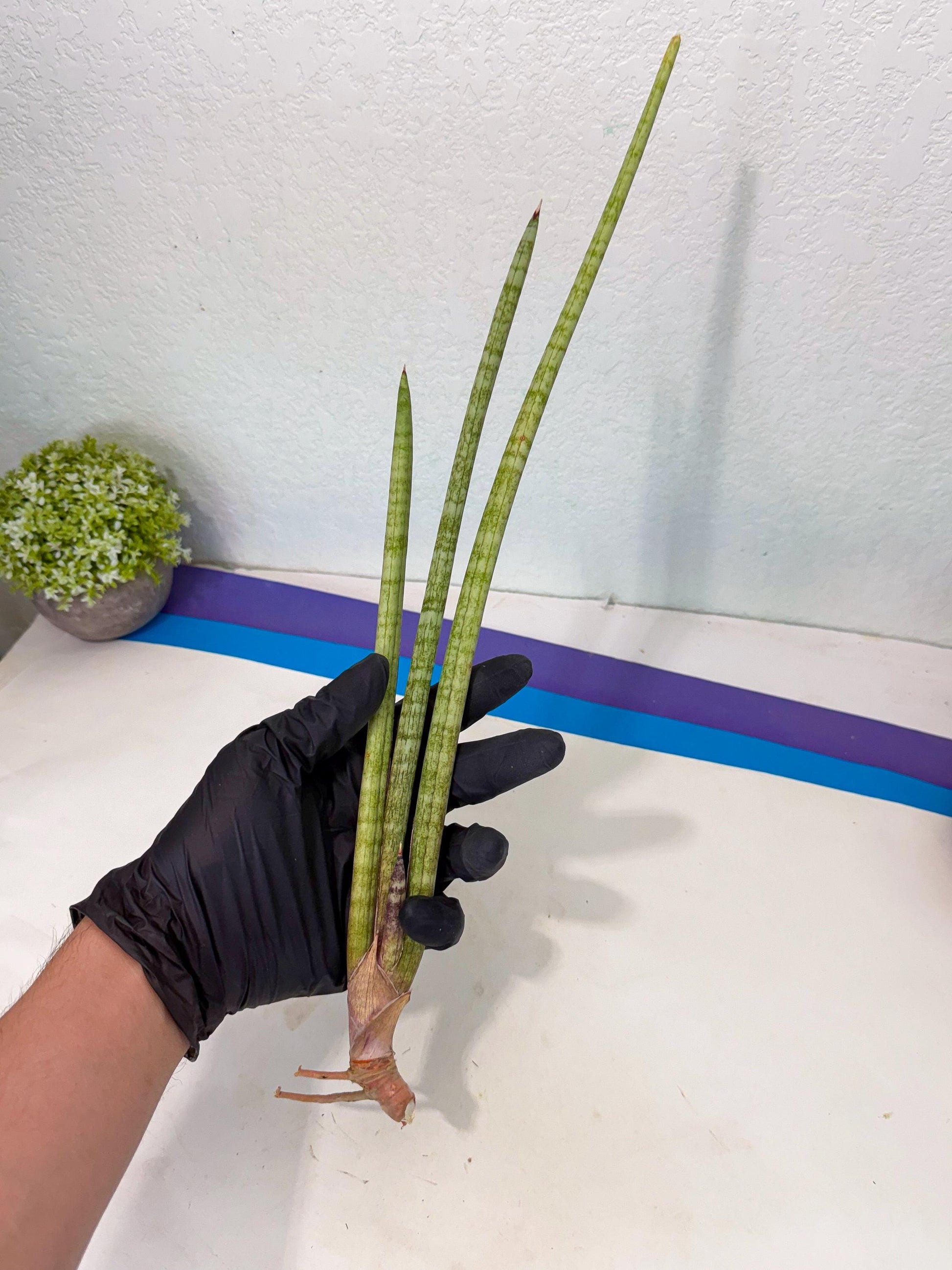 Sansevieria (gg) (18) | New Imported Hybrids