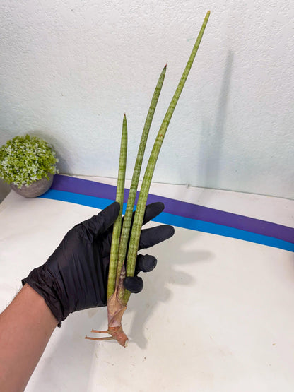Sansevieria (gg) (18) | New Imported Hybrids
