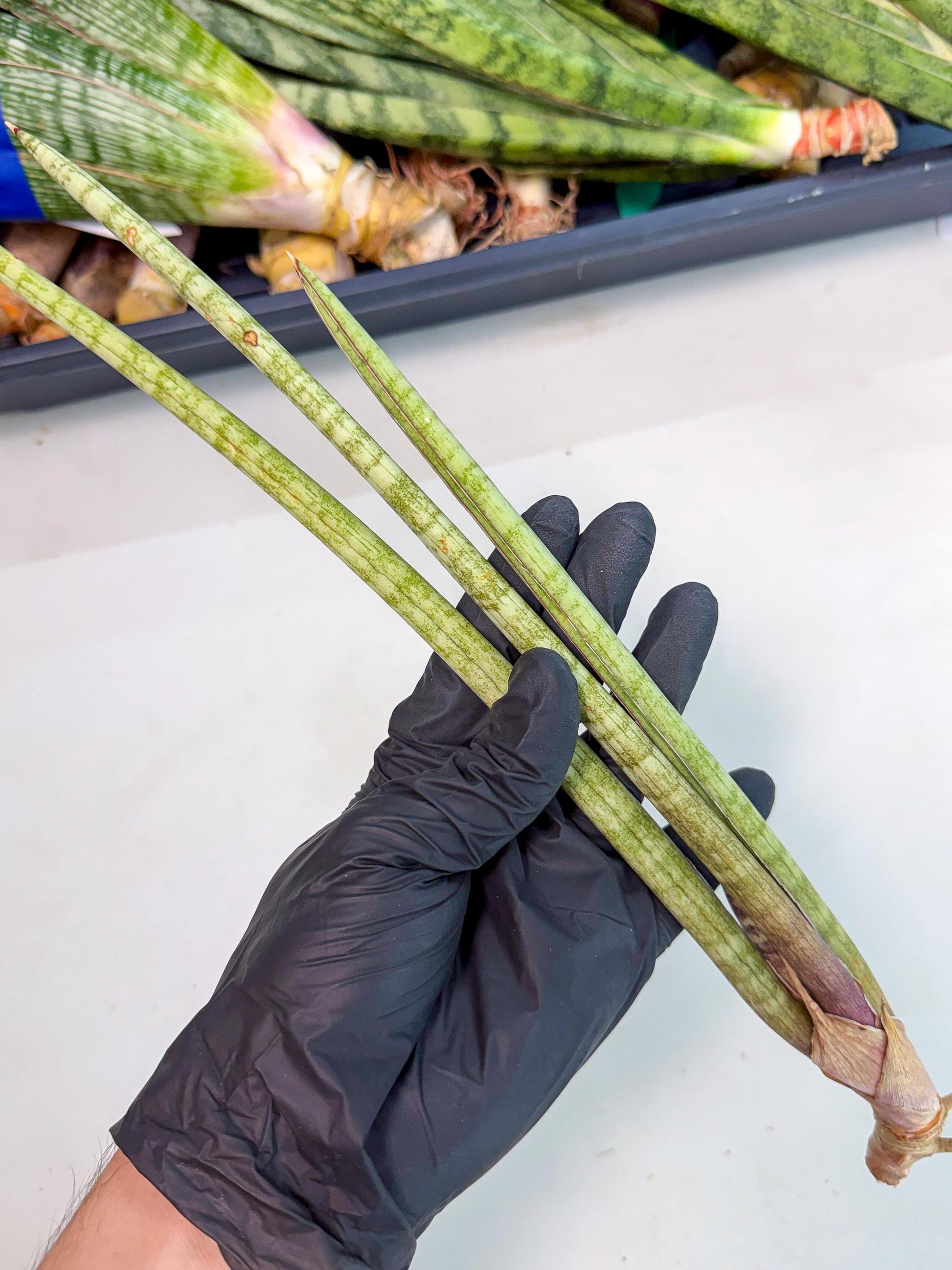 Sansevieria (gg) (18) | New Imported Hybrids