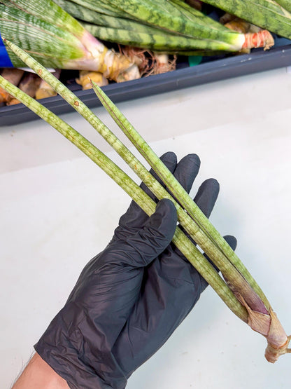 Sansevieria (gg) (18) | New Imported Hybrids