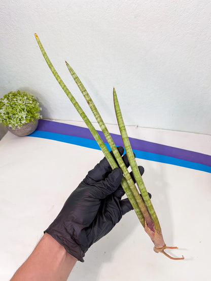 Sansevieria (gg) (18) | New Imported Hybrids