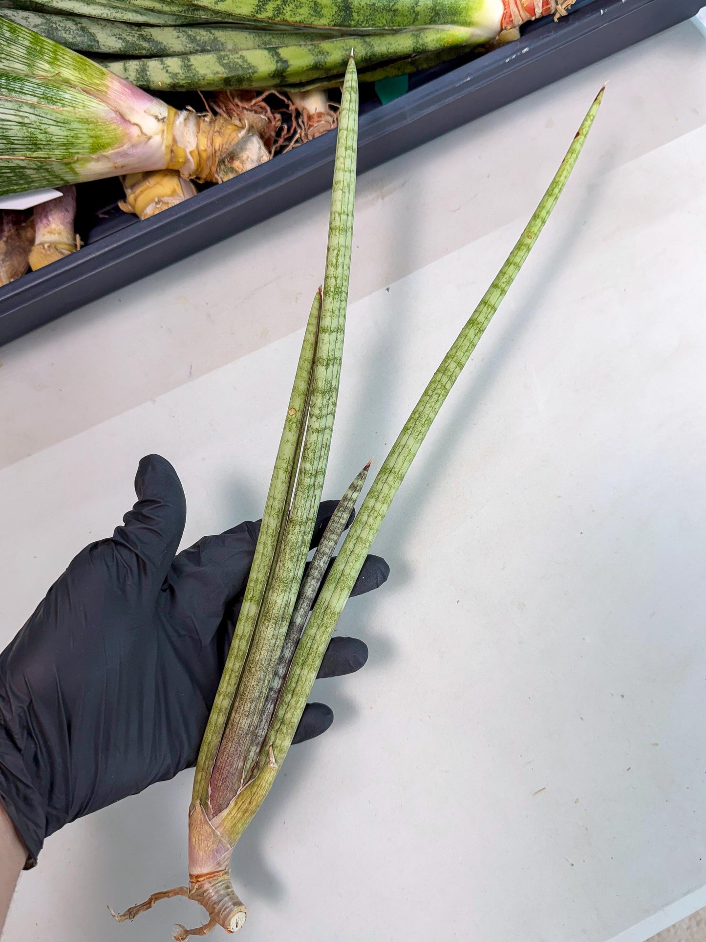 Sansevieria (gg) (19) | New Imported Hybrids