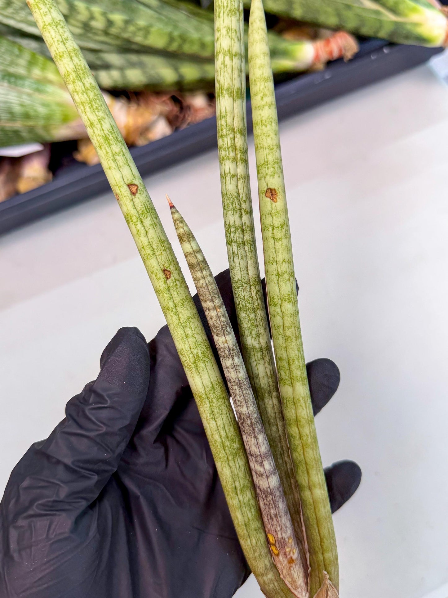 Sansevieria (gg) (19) | New Imported Hybrids