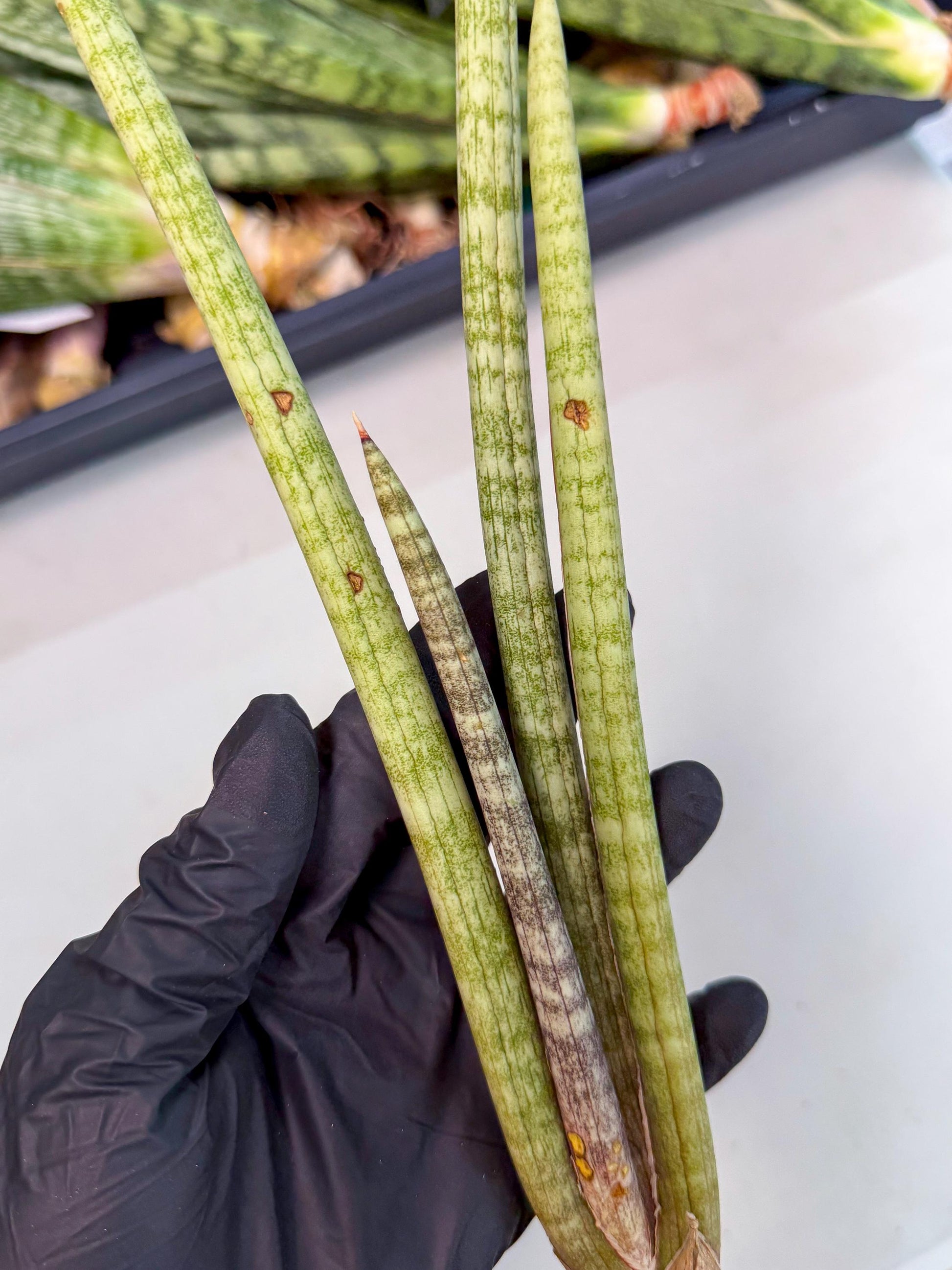 Sansevieria (gg) (19) | New Imported Hybrids
