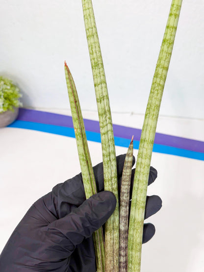 Sansevieria (gg) (19) | New Imported Hybrids