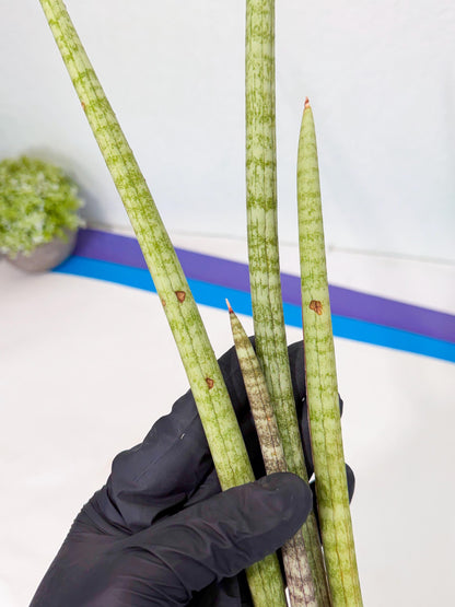 Sansevieria (gg) (19) | New Imported Hybrids