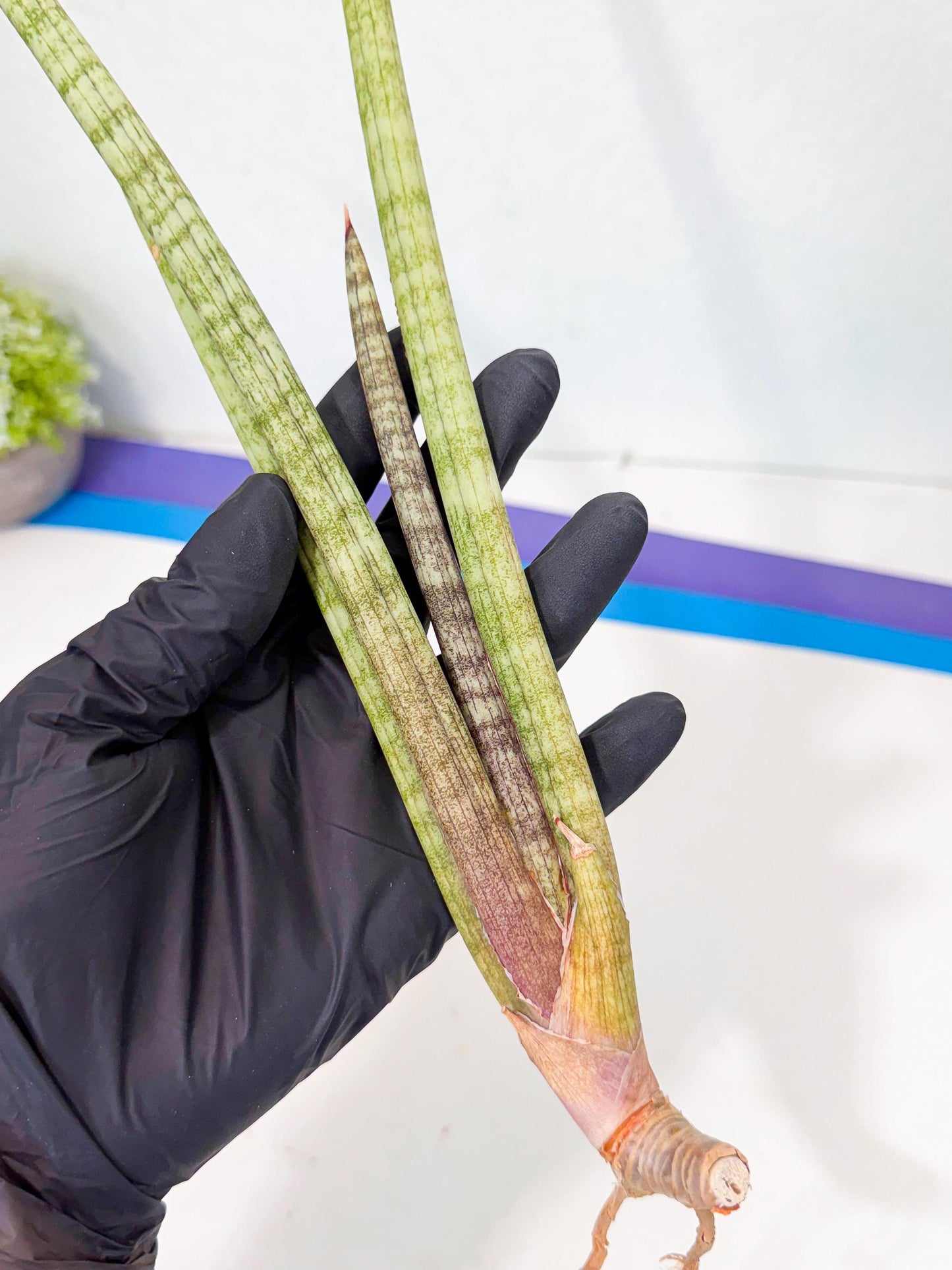 Sansevieria (gg) (19) | New Imported Hybrids