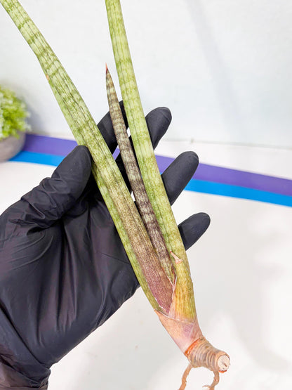 Sansevieria (gg) (19) | New Imported Hybrids