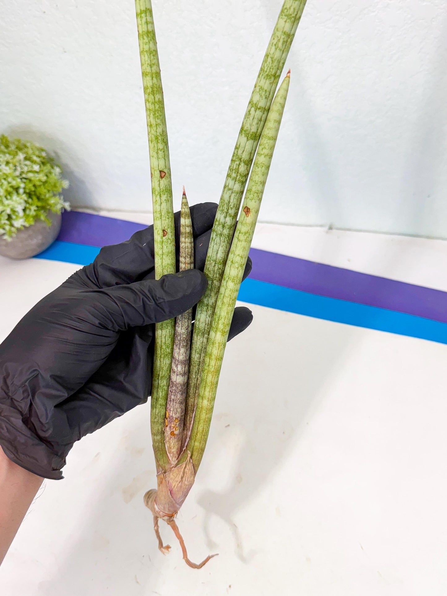 Sansevieria (gg) (19) | New Imported Hybrids