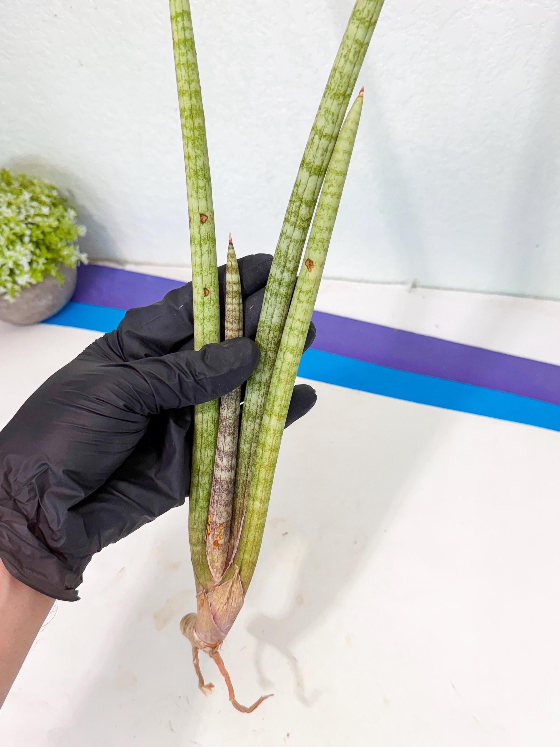 Sansevieria (gg) (19) | New Imported Hybrids