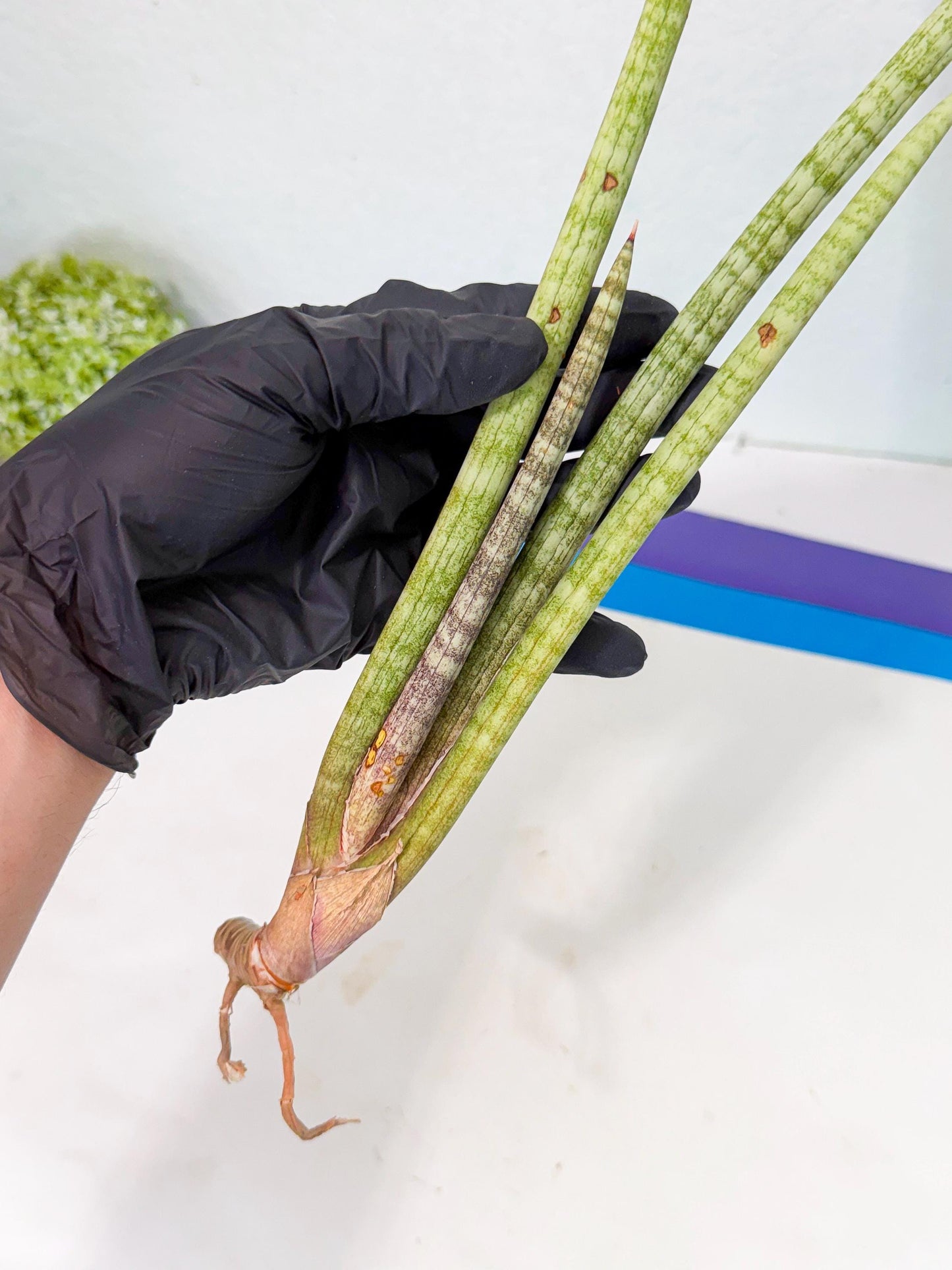 Sansevieria (gg) (19) | New Imported Hybrids