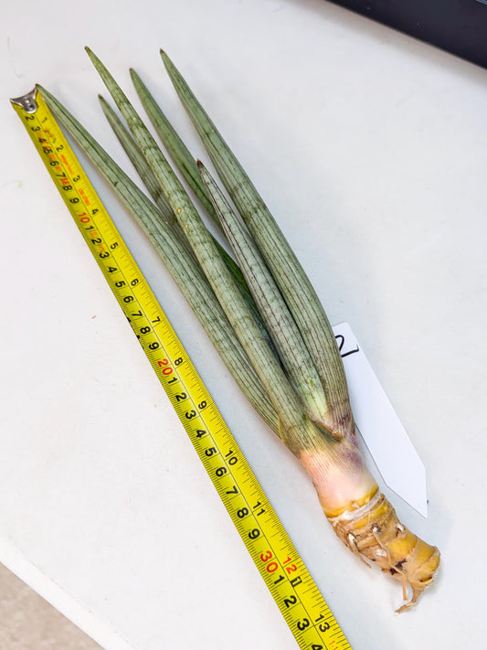 Sansevieria HvidSke (ro) (2) | Rare -For Advanced Grower