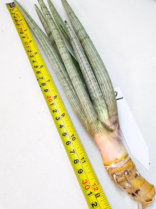 Sansevieria HvidSke (ro) (2) | Rare -For Advanced Grower