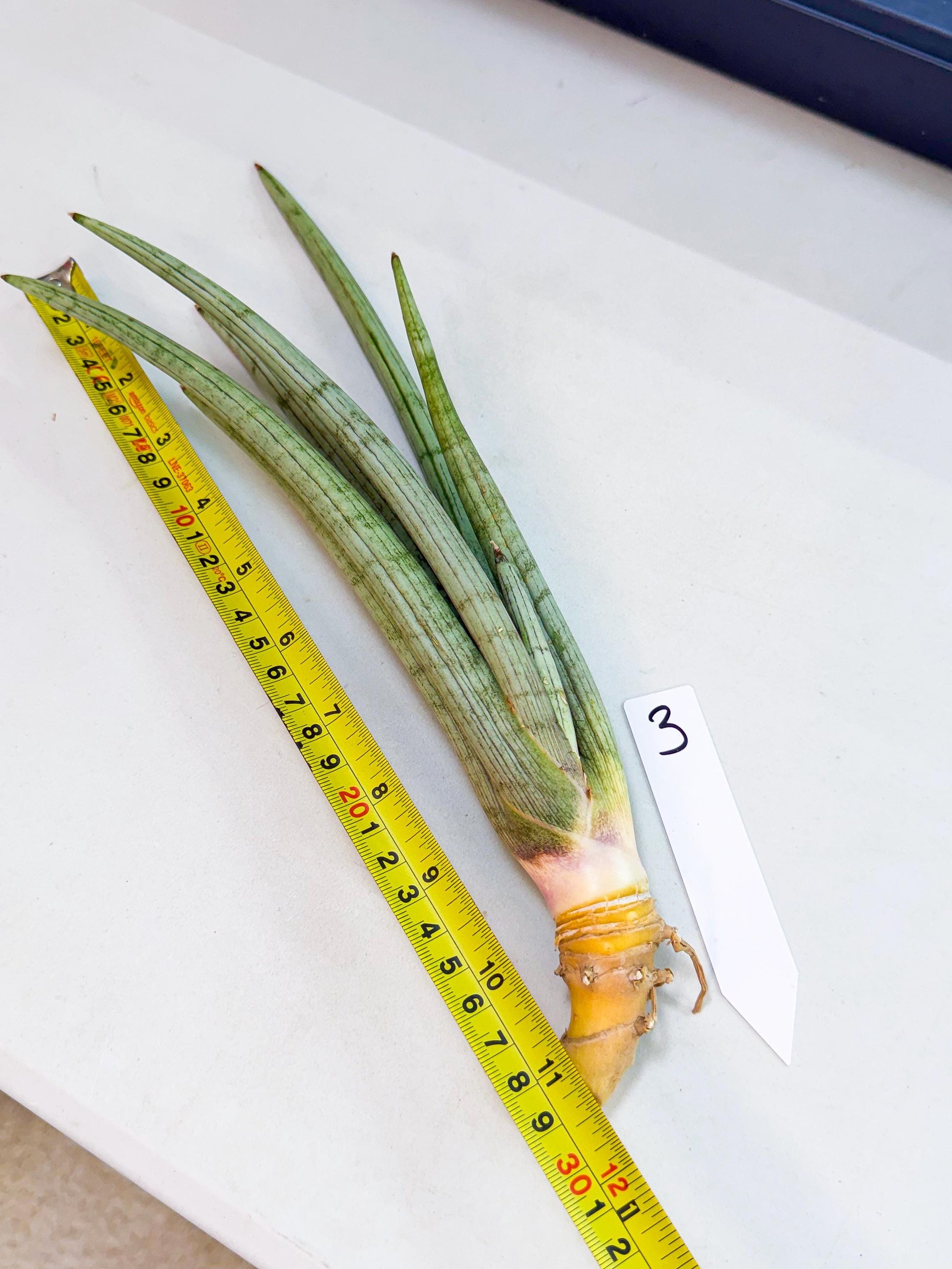 Sansevieria HvidSke (ro) (3) | Rare -For Advanced Grower