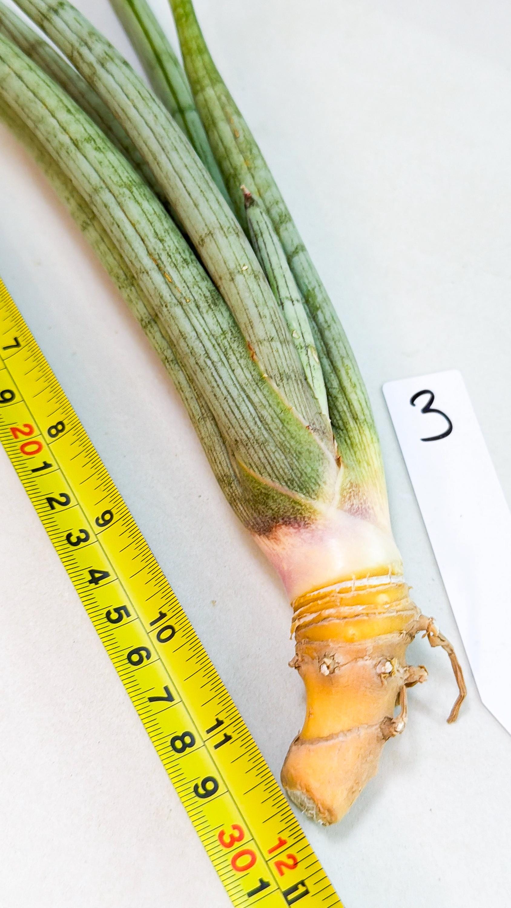 Sansevieria HvidSke (ro) (3) | Rare -For Advanced Grower