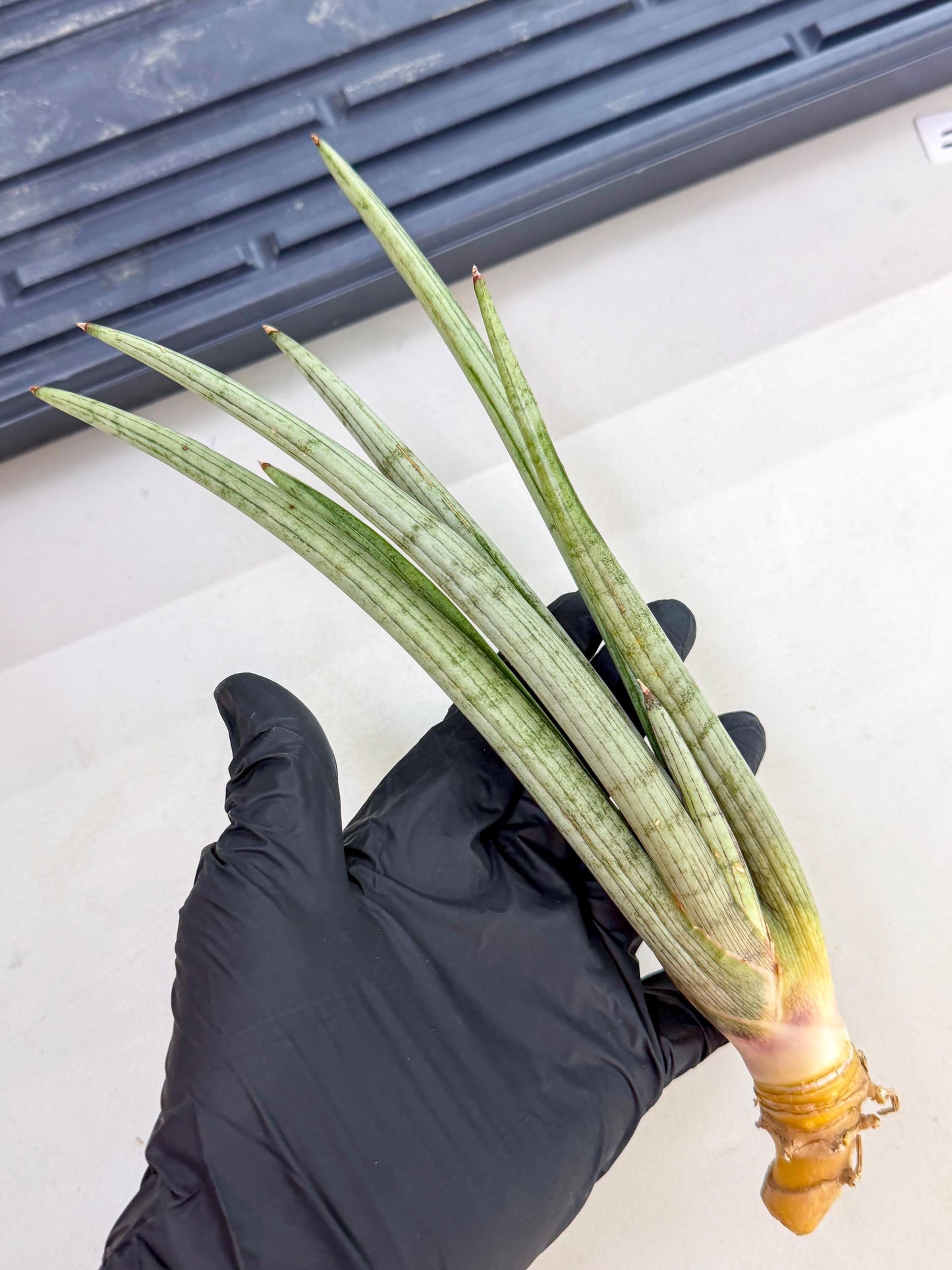 Sansevieria HvidSke (ro) (3) | Rare -For Advanced Grower