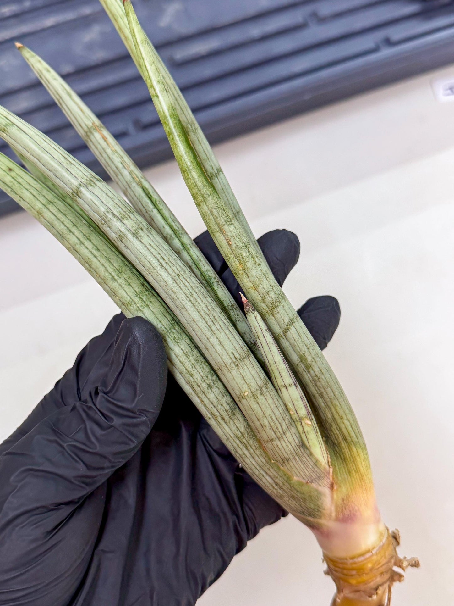 Sansevieria HvidSke (ro) (3) | Rare -For Advanced Grower