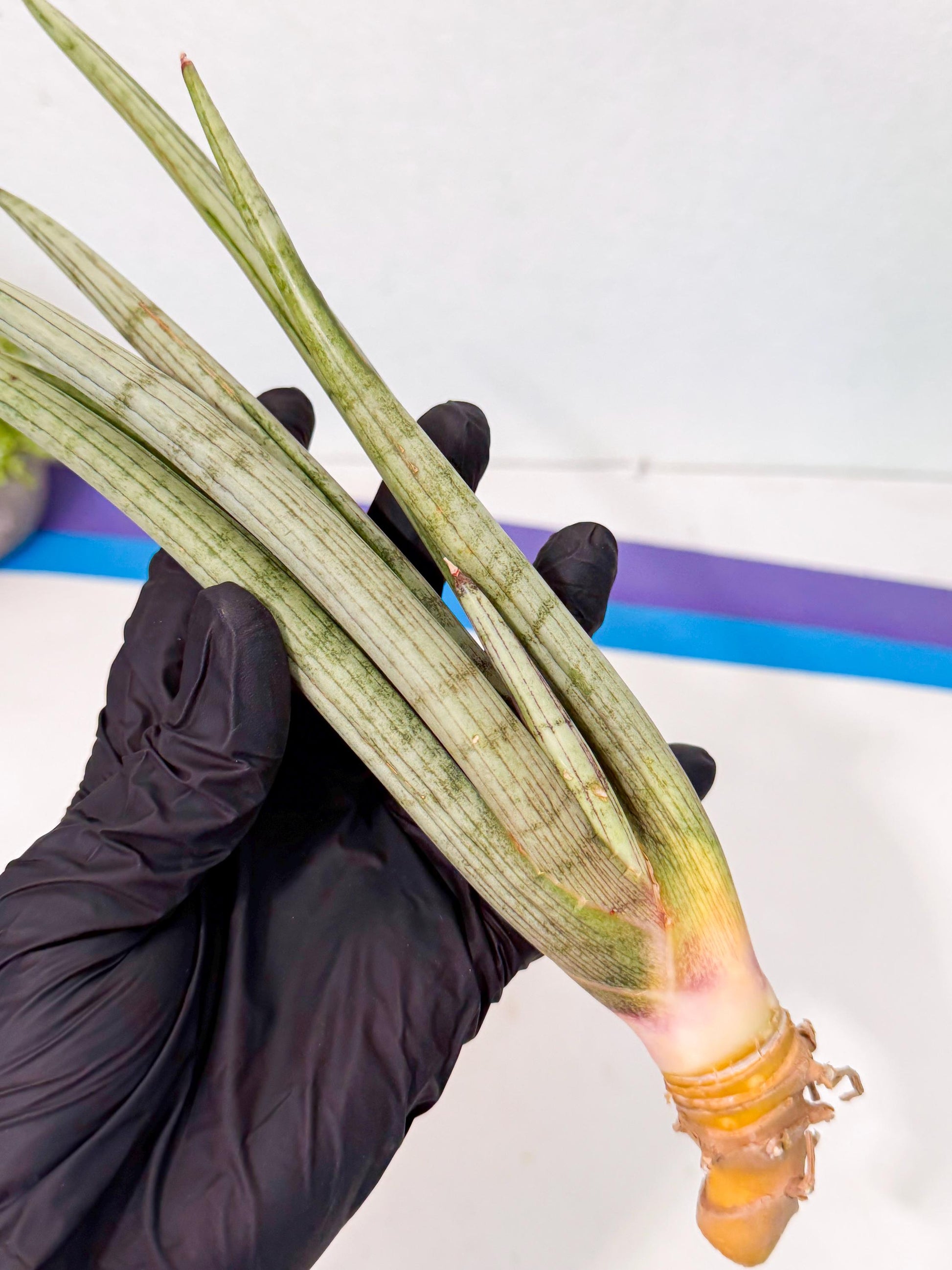 Sansevieria HvidSke (ro) (3) | Rare -For Advanced Grower