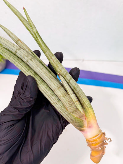 Sansevieria HvidSke (ro) (3) | Rare -For Advanced Grower