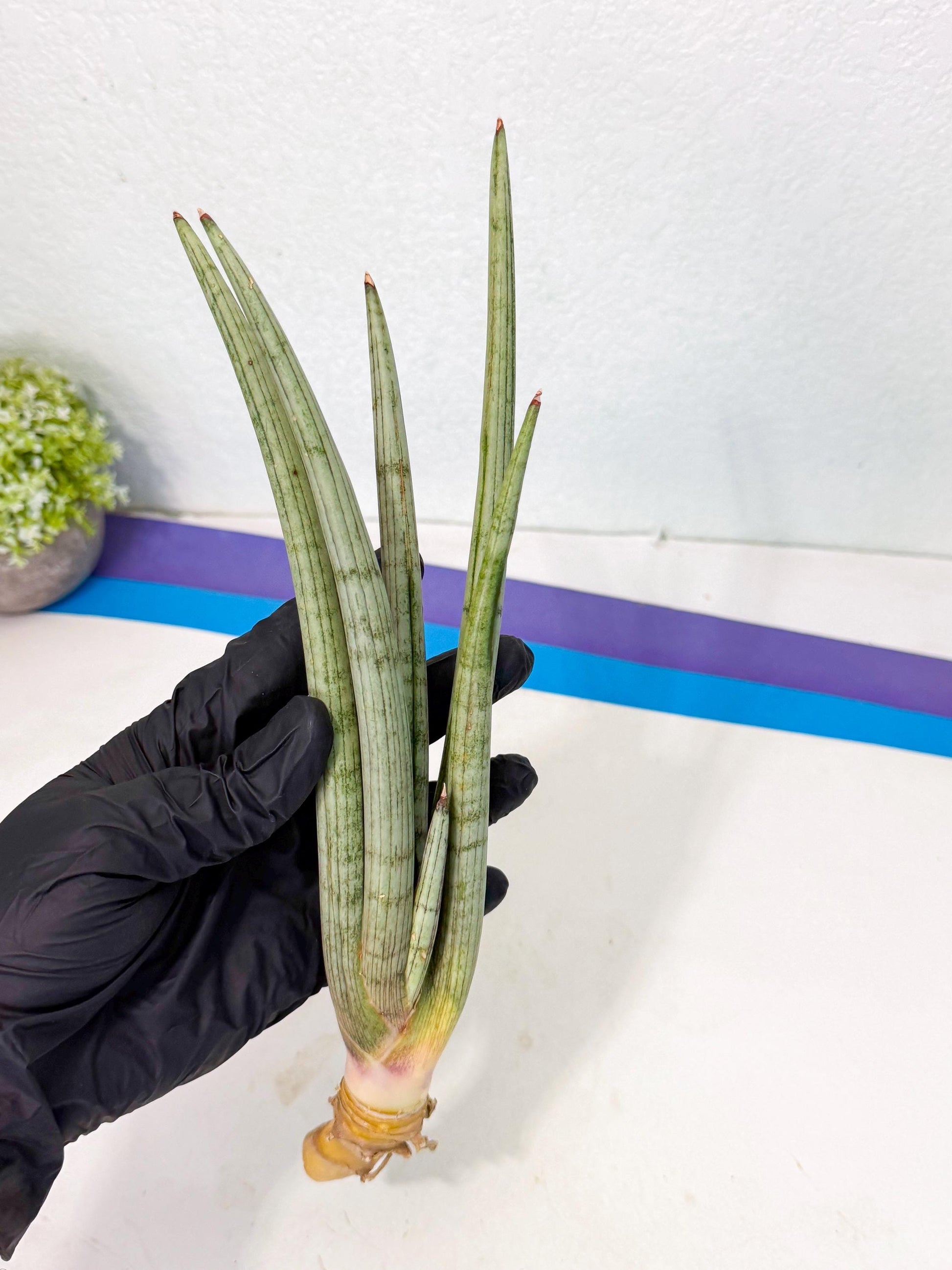 Sansevieria HvidSke (ro) (3) | Rare -For Advanced Grower
