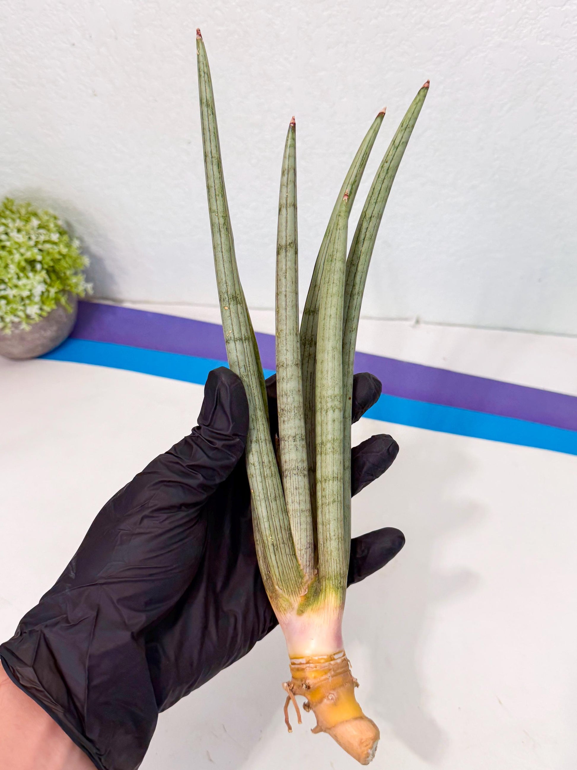 Sansevieria HvidSke (ro) (3) | Rare -For Advanced Grower