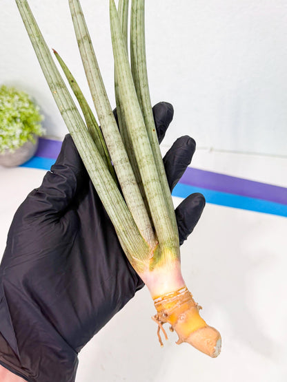 Sansevieria HvidSke (ro) (3) | Rare -For Advanced Grower