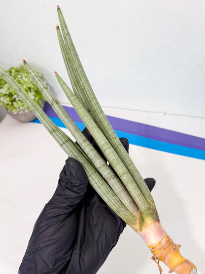 Sansevieria HvidSke (ro) (3) | Rare -For Advanced Grower