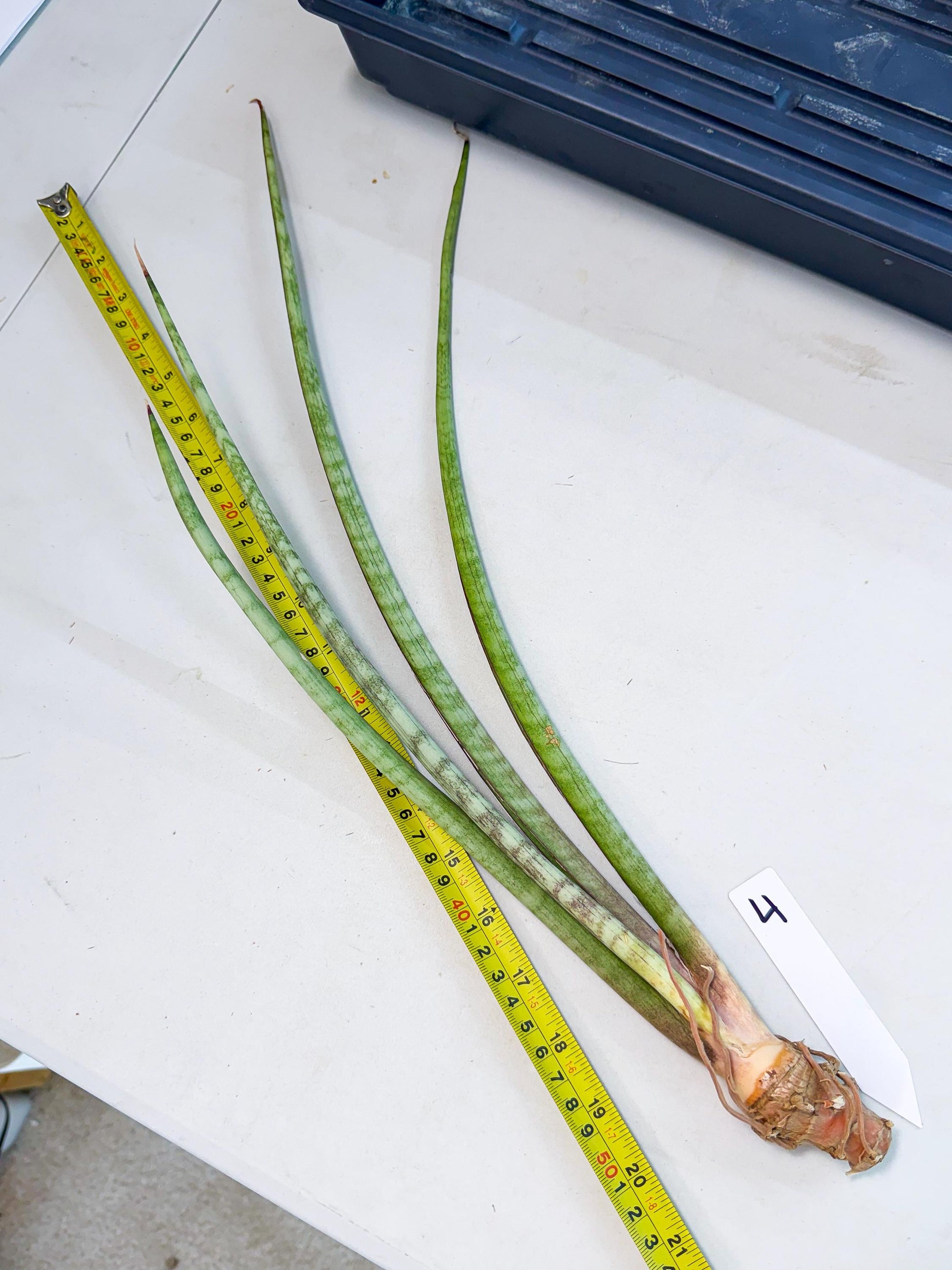 Sansevieria TydGaffel (ro) (4) | Rare -For Advanced Grower