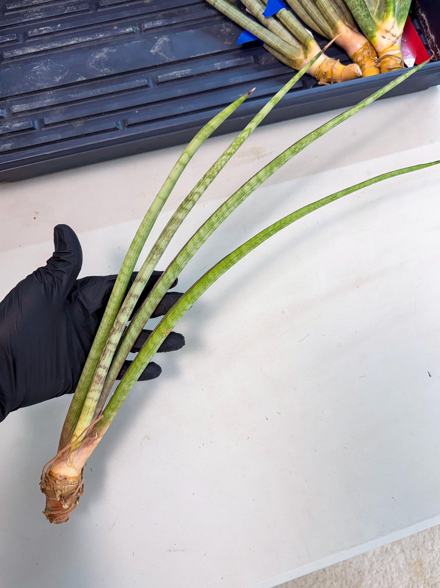 Sansevieria TydGaffel (ro) (4) | Rare -For Advanced Grower