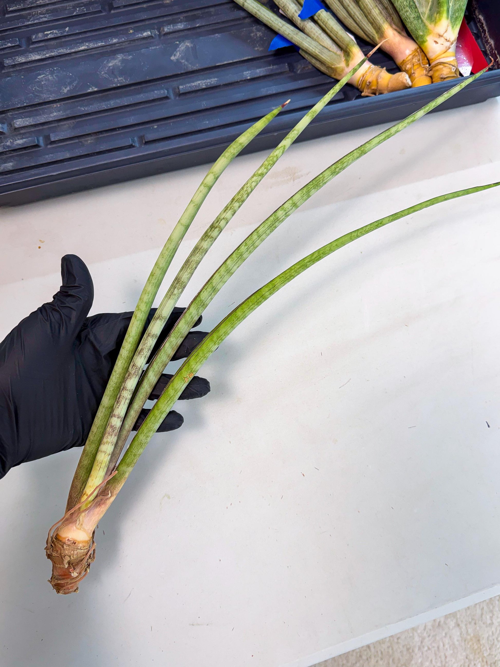 Sansevieria TydGaffel (ro) (4) | Rare -For Advanced Grower