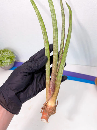 Sansevieria TydGaffel (ro) (4) | Rare -For Advanced Grower