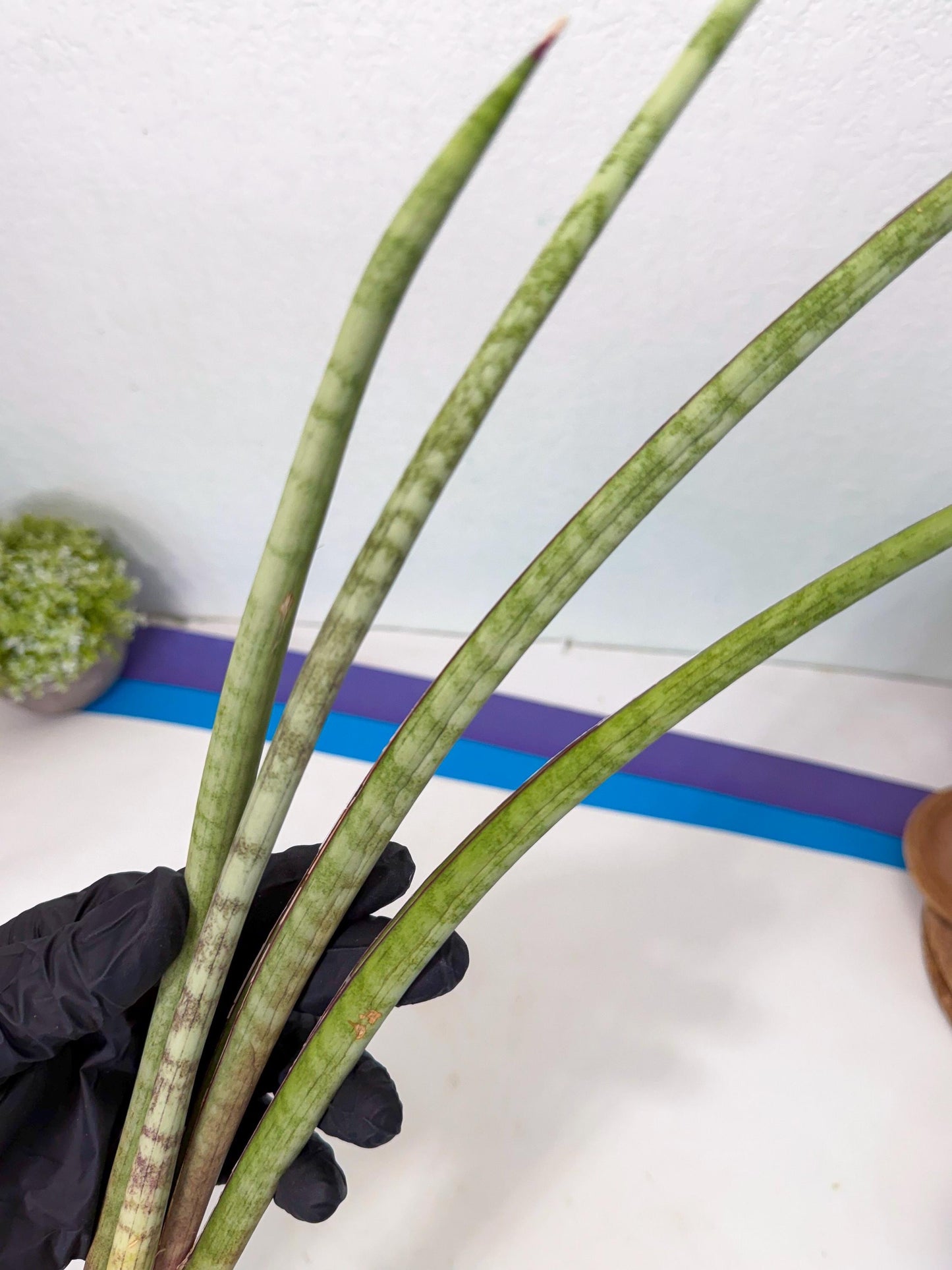 Sansevieria TydGaffel (ro) (4) | Rare -For Advanced Grower