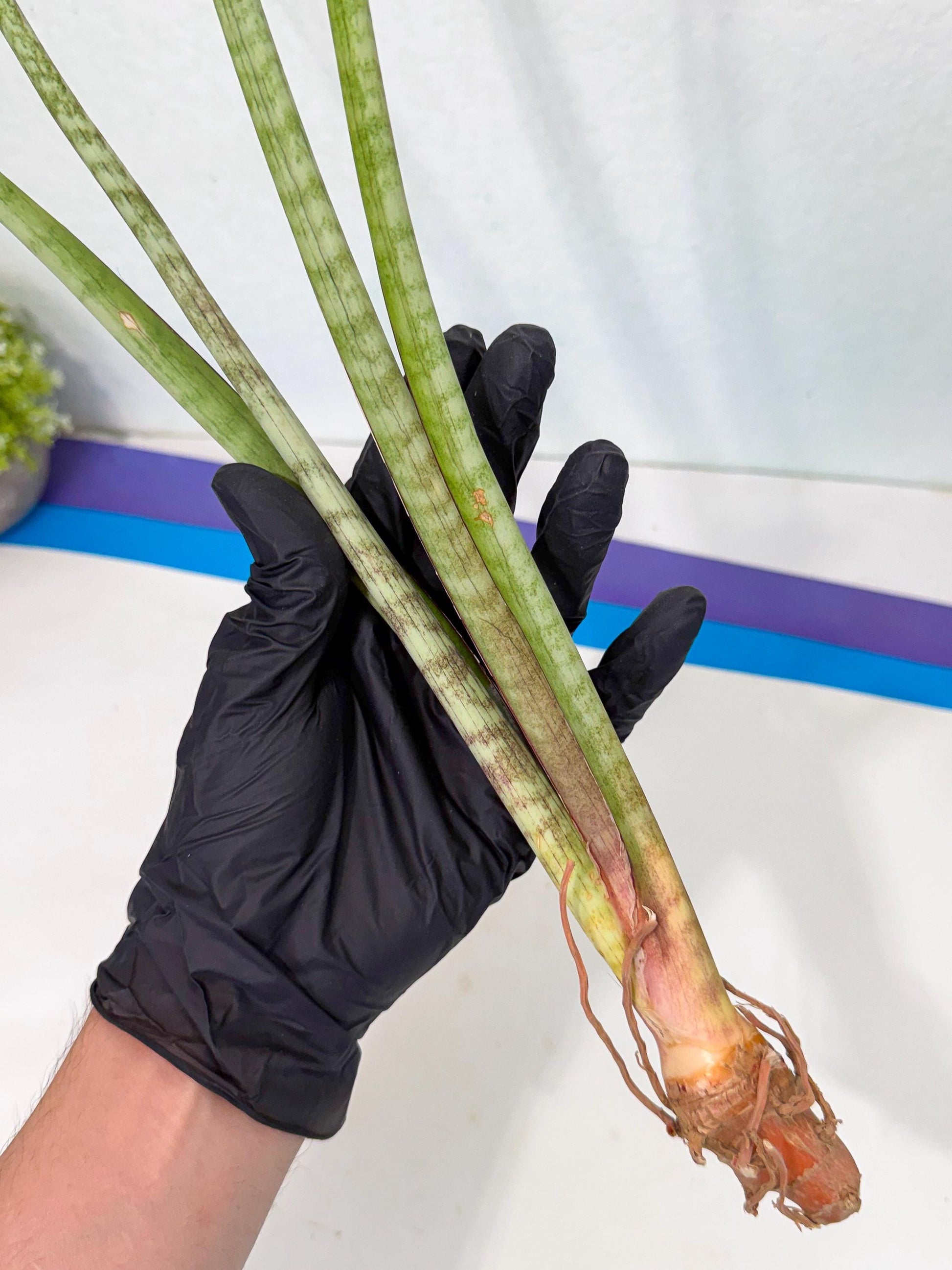 Sansevieria TydGaffel (ro) (4) | Rare -For Advanced Grower