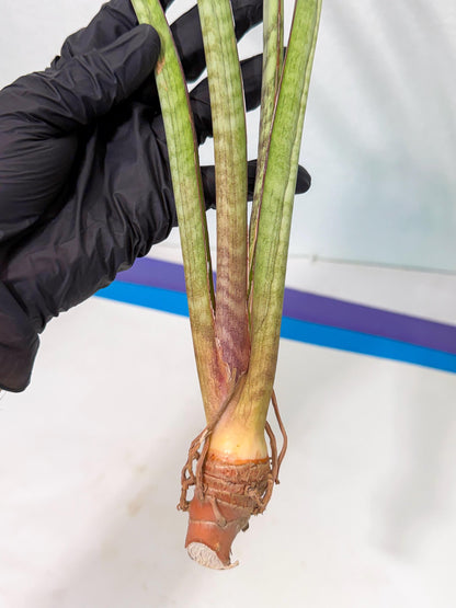 Sansevieria TydGaffel (ro) (4) | Rare -For Advanced Grower