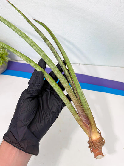 Sansevieria TydGaffel (ro) (4) | Rare -For Advanced Grower