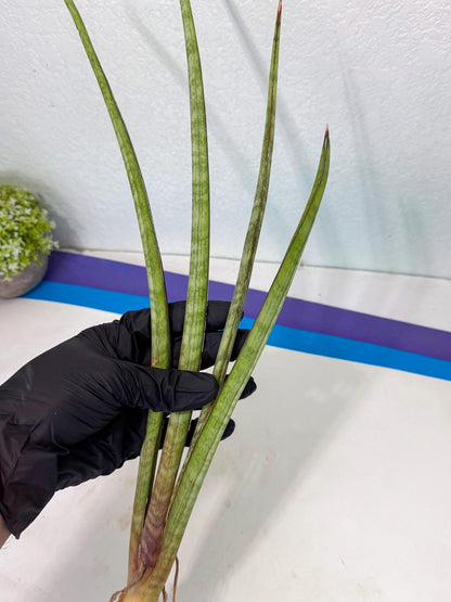 Sansevieria TydGaffel (ro) (4) | Rare -For Advanced Grower