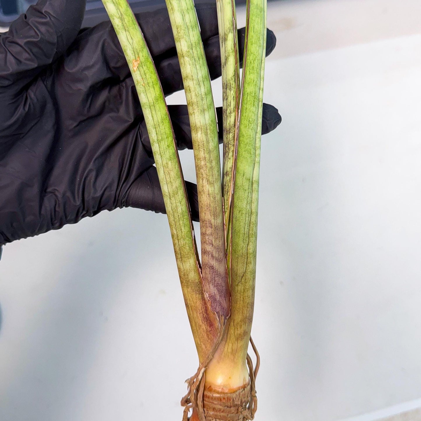 Sansevieria TydGaffel (ro) (4) | Rare -For Advanced Grower