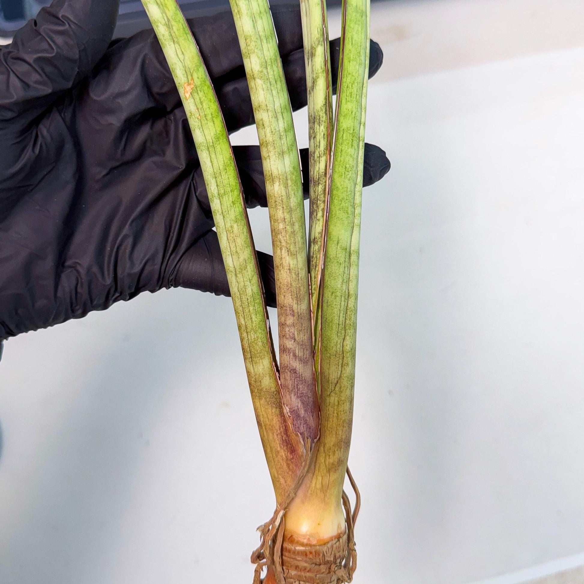 Sansevieria TydGaffel (ro) (4) | Rare -For Advanced Grower