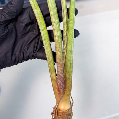 Sansevieria TydGaffel (ro) (4) | Rare -For Advanced Grower