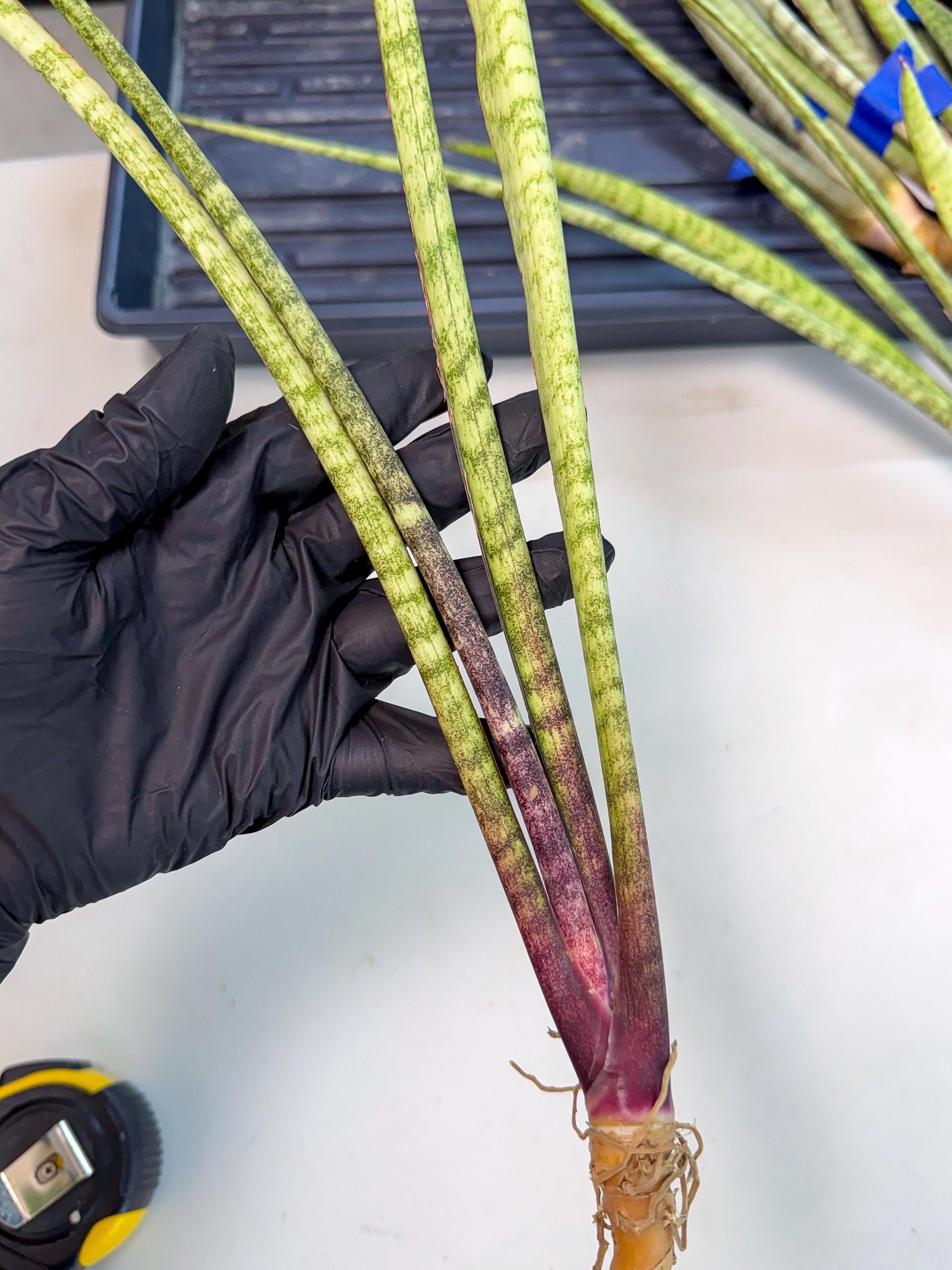 Sansevieria LilGaffel (ro) (5) | Rare -For Advanced Grower