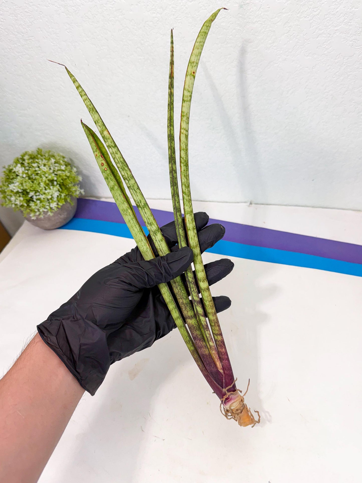 Sansevieria LilGaffel (ro) (5) | Rare -For Advanced Grower