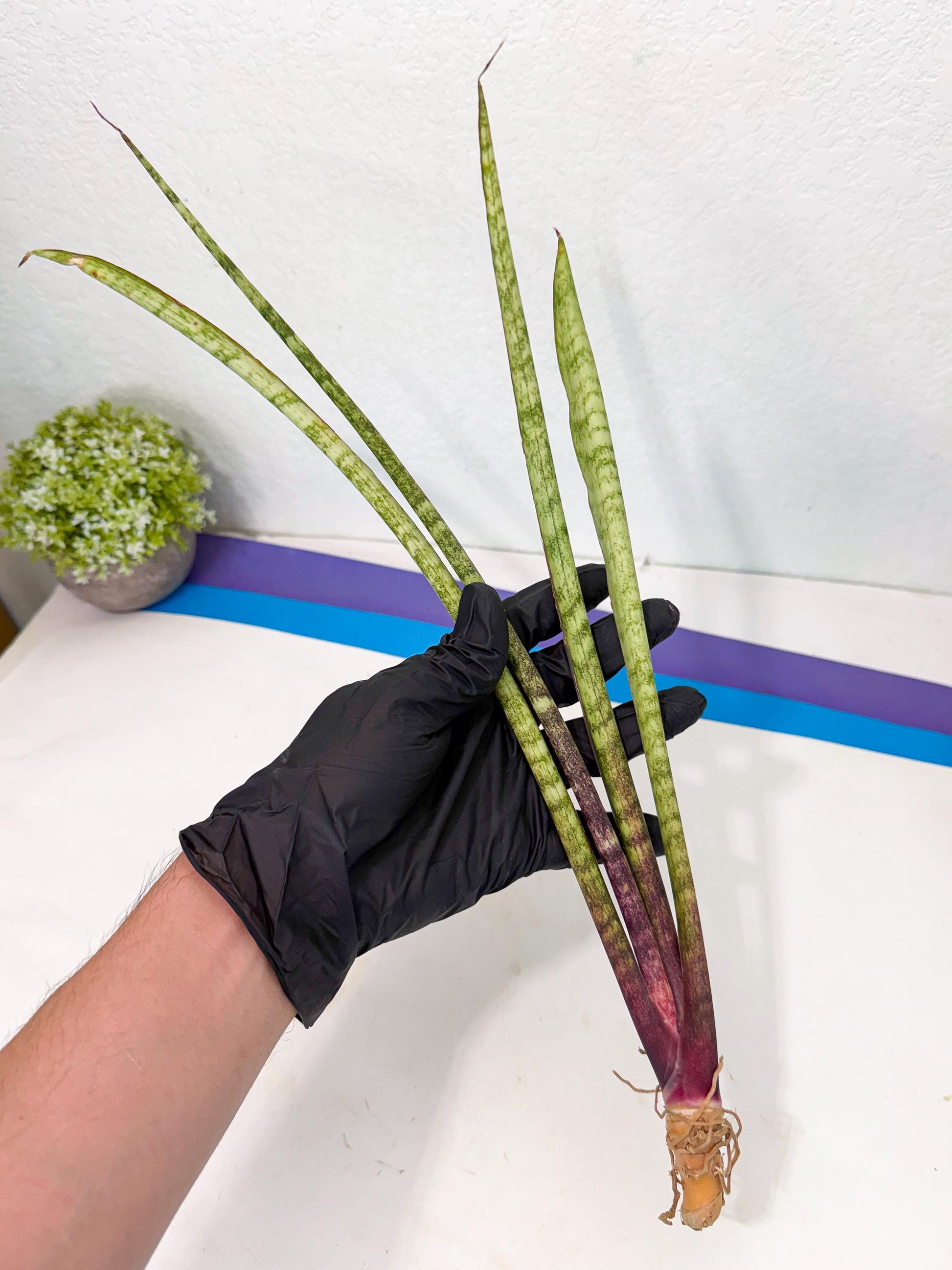 Sansevieria LilGaffel (ro) (5) | Rare -For Advanced Grower