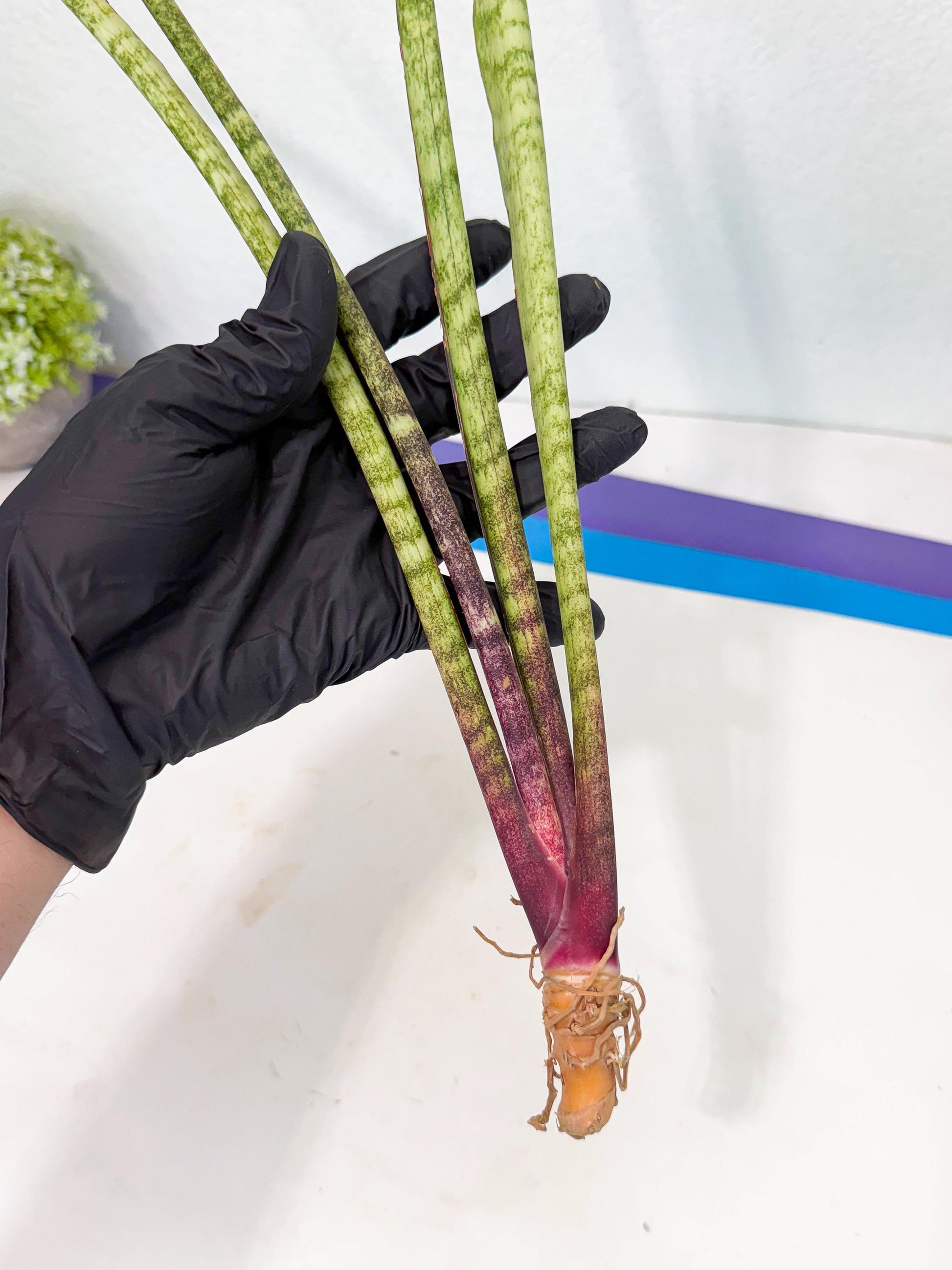 Sansevieria LilGaffel (ro) (5) | Rare -For Advanced Grower