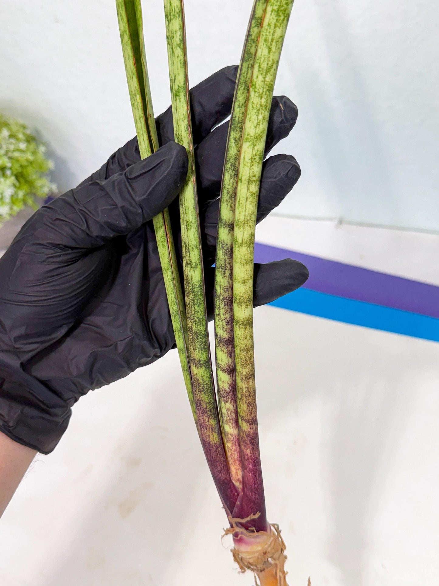 Sansevieria LilGaffel (ro) (5) | Rare -For Advanced Grower