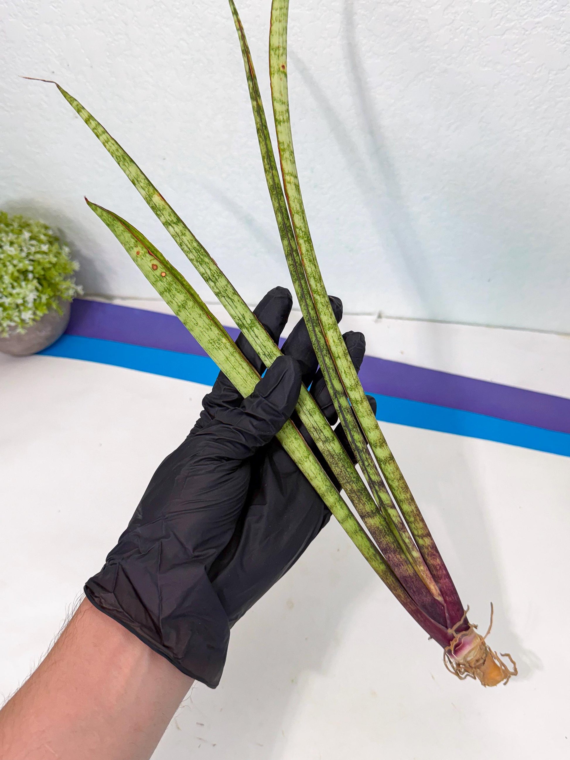 Sansevieria LilGaffel (ro) (5) | Rare -For Advanced Grower