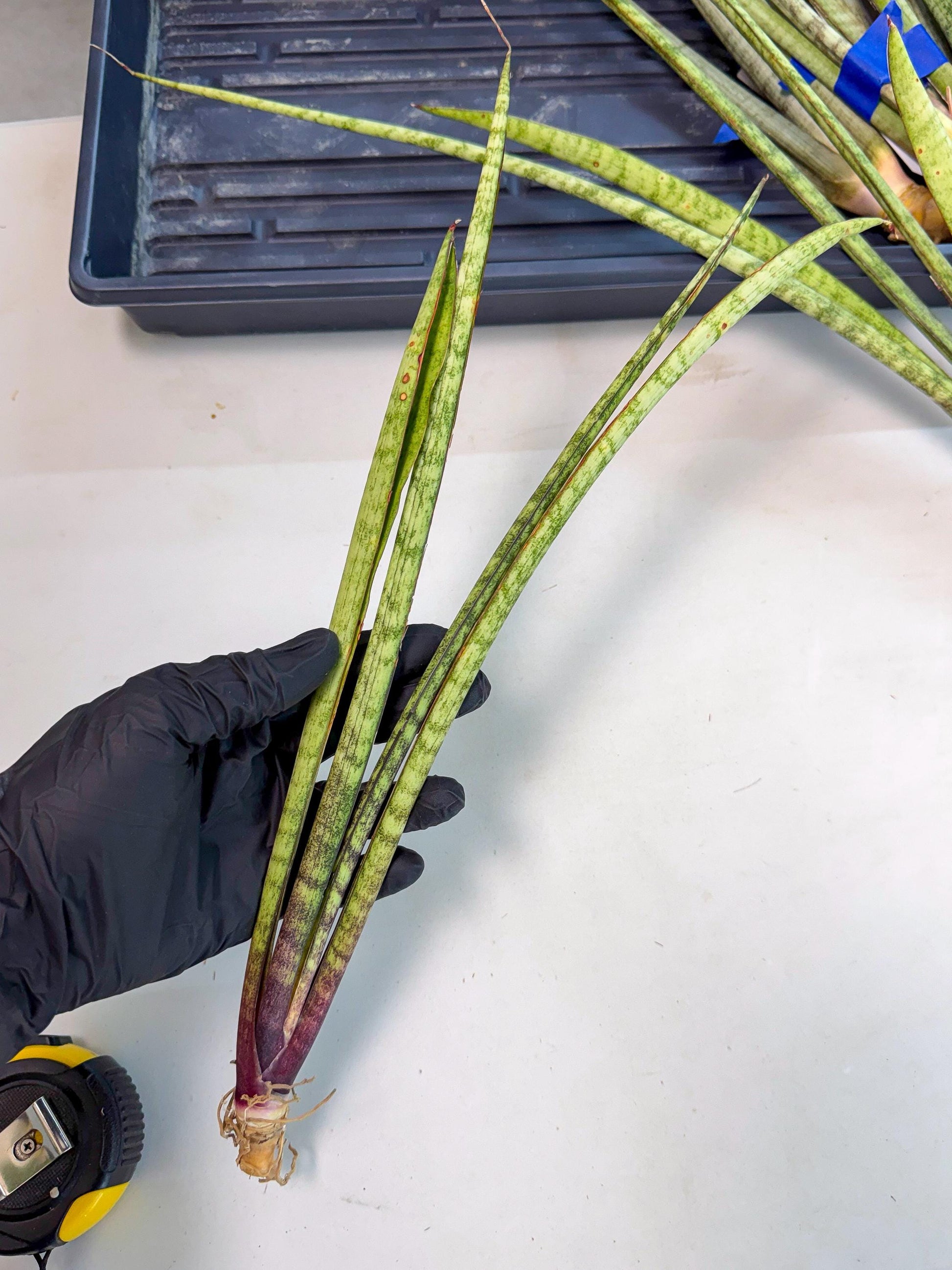 Sansevieria LilGaffel (ro) (5) | Rare -For Advanced Grower