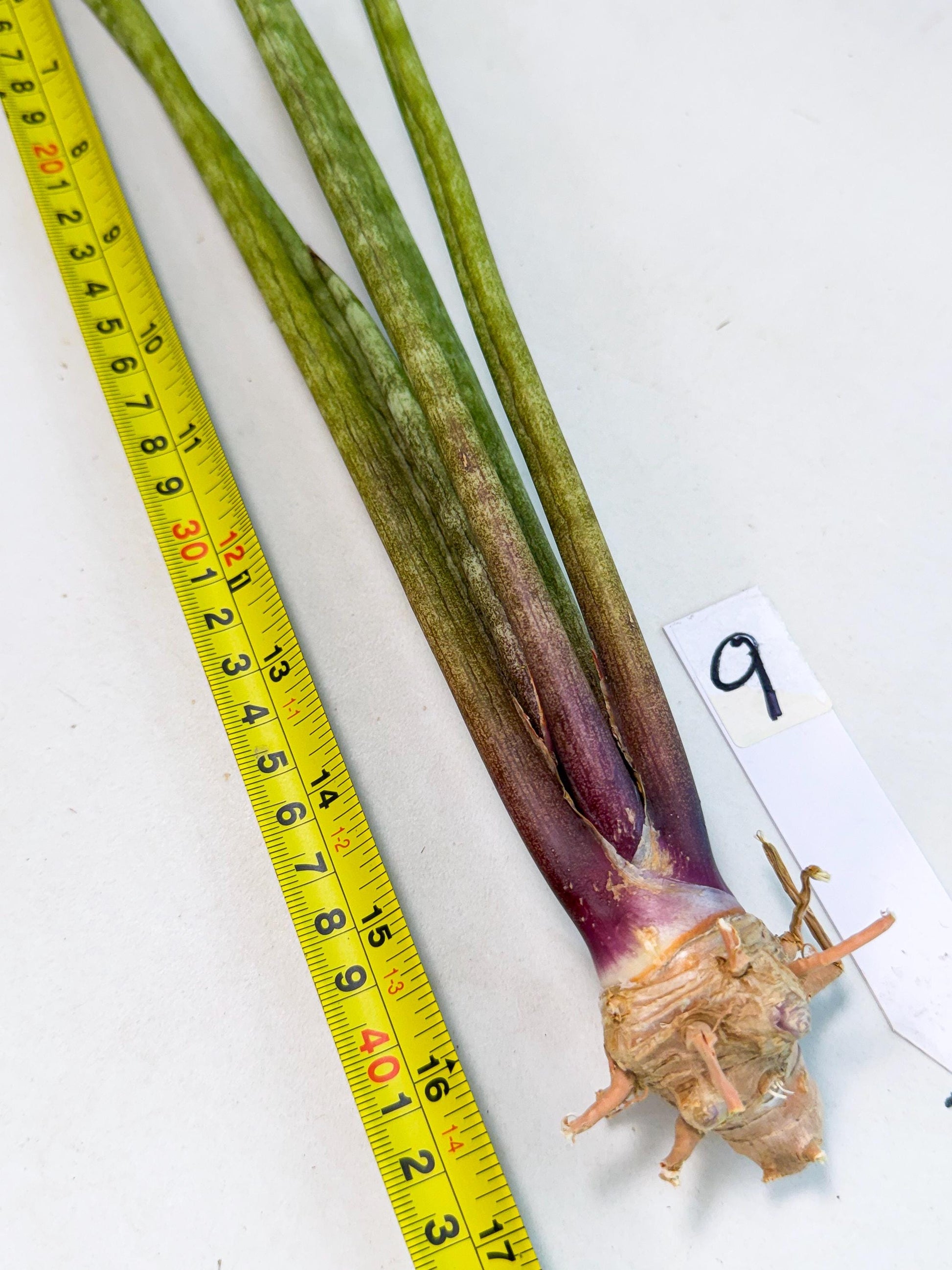 Sansevieria GaffelTvil (ro) (9) | Rare -For Advanced Grower