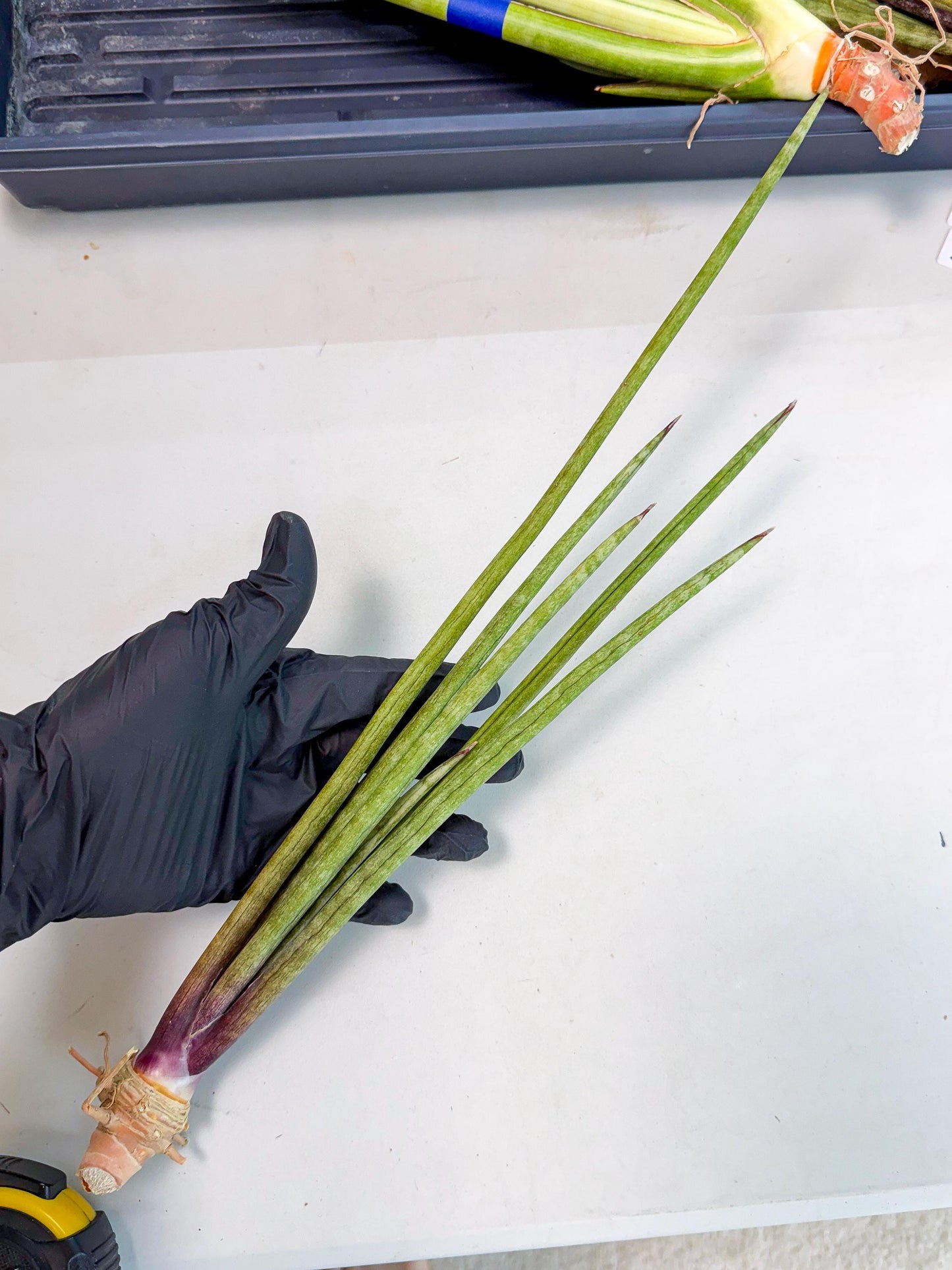 Sansevieria GaffelTvil (ro) (9) | Rare -For Advanced Grower