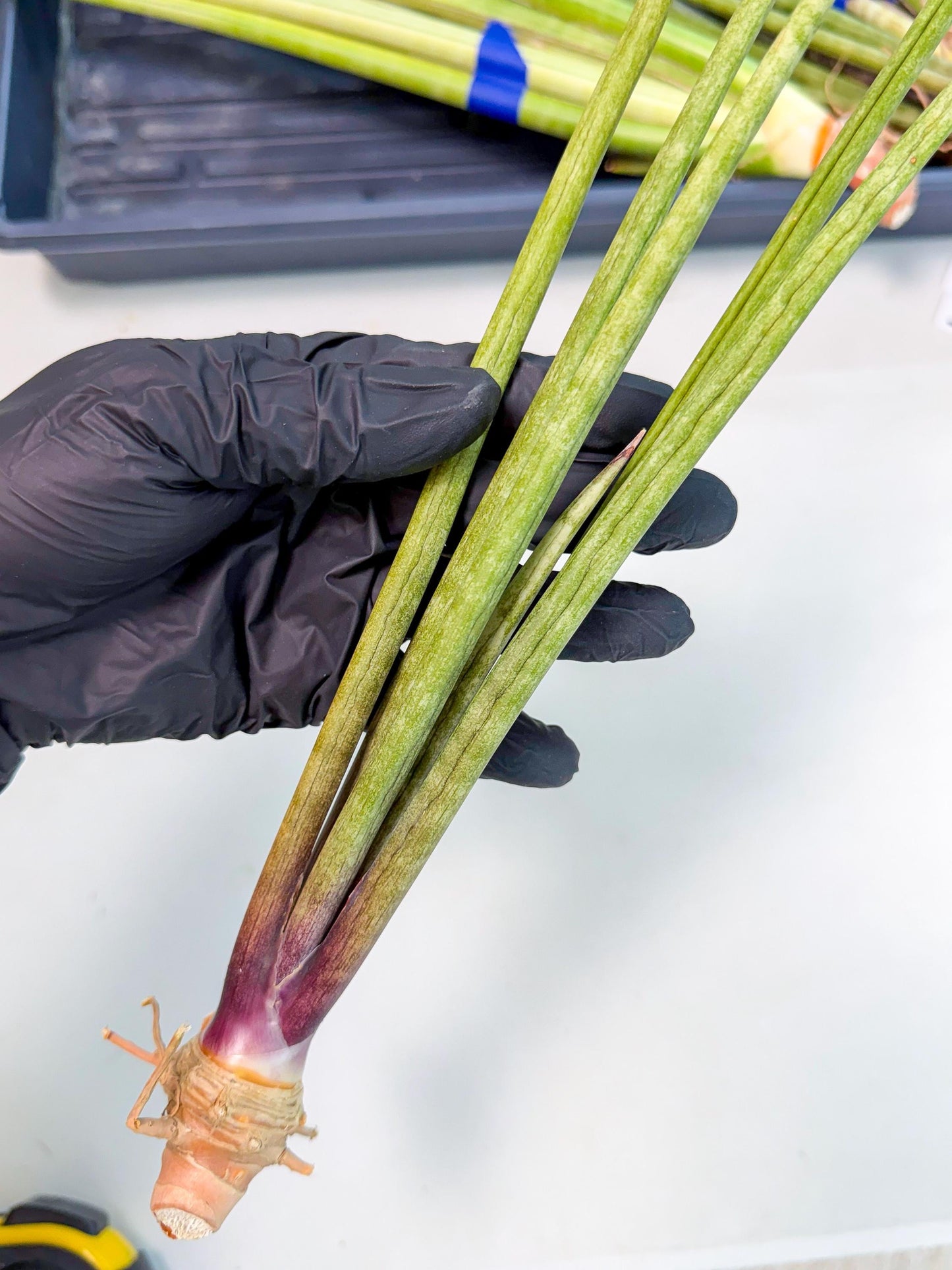 Sansevieria GaffelTvil (ro) (9) | Rare -For Advanced Grower